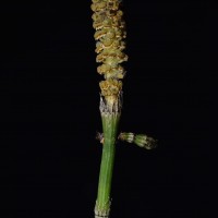 Equisetum ramosissimum  Desf.